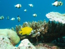Diving near Similan Islands, Thailand