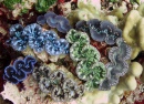 Rare Giant Clams, Kingman Reef