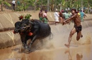 Traditional Indian Buffalo Race