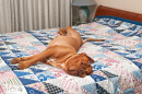French Mastiff and Patchwork Quilt