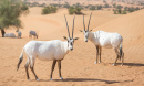 Arabian Oryxes