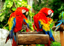 Couple of Parrots