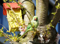 Parrot on the Blooming Tree