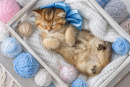 Kitten in a Box with Balls of Yarn