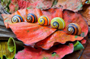 Cuban Painted Snails