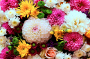 Different Types of Chrysanthemums
